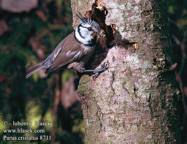 Parus cristatus Crested Tit Top-mejse topmejse