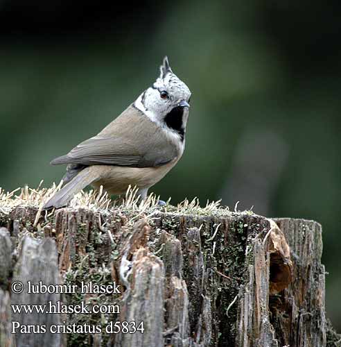 Parus cristatus d5834