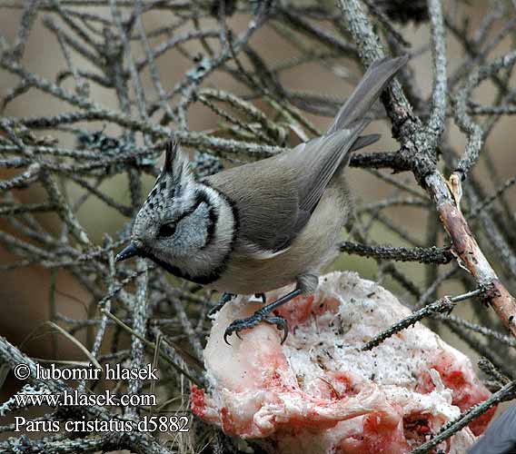 Parus cristatus d5882