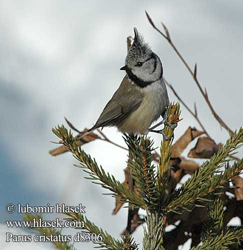 Parus cristatus d8306