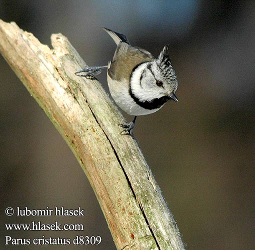 Parus cristatus d8309