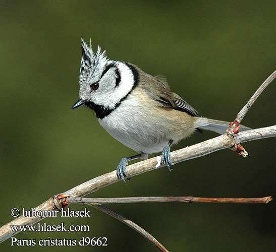 Crested Tit Top-mejse topmejse Töyhtötiainen Mésange huppée