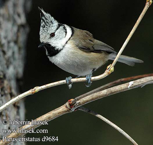 Parus cristatus d9684