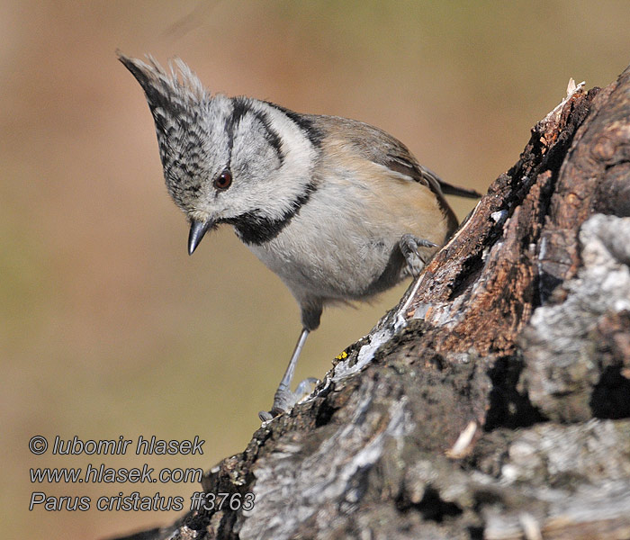 Lophophanes cristatus