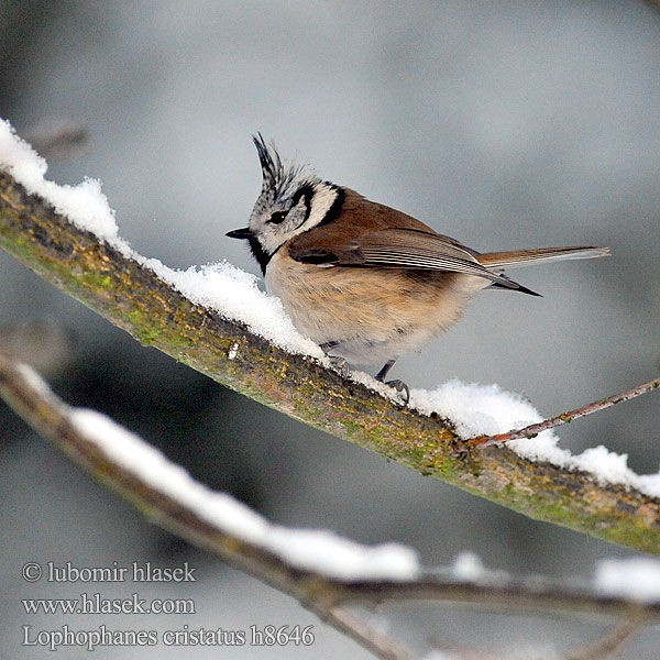 Parus cristatus h8646