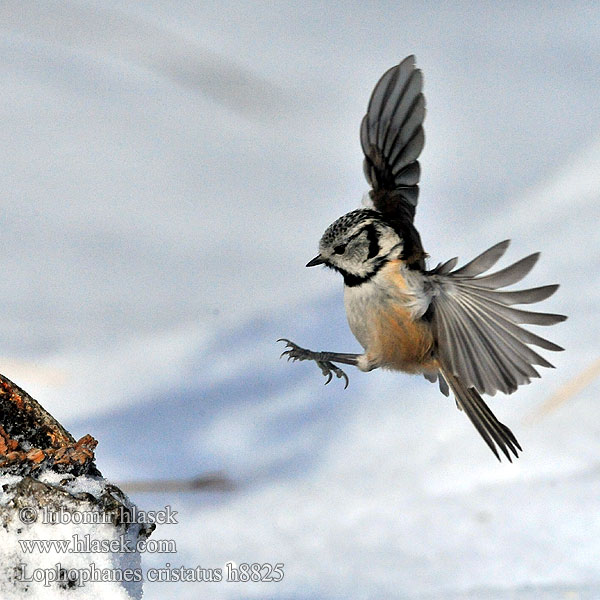 Parus cristatus h8825