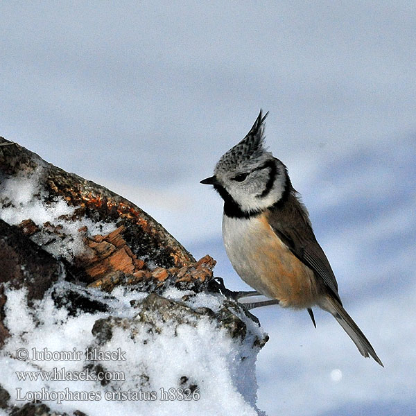 Parus cristatus h8827