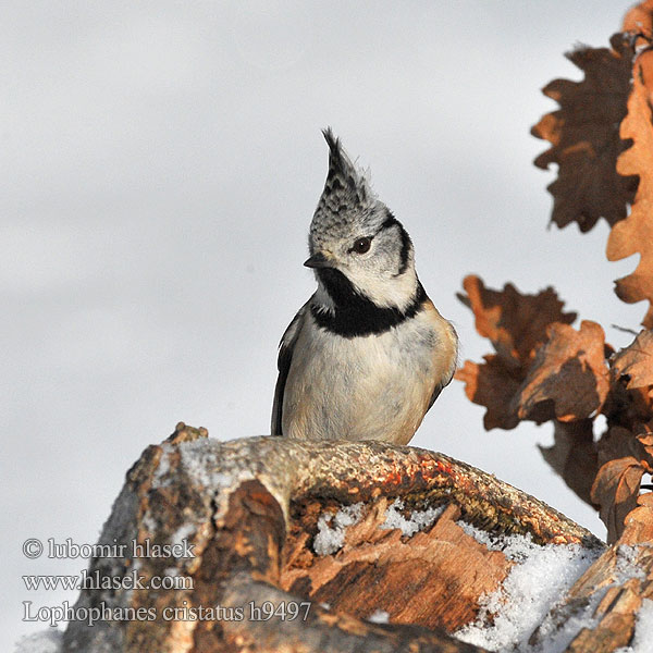 カンムリガラ Kuoduotoji zylė Parus cristatus Crested Tit