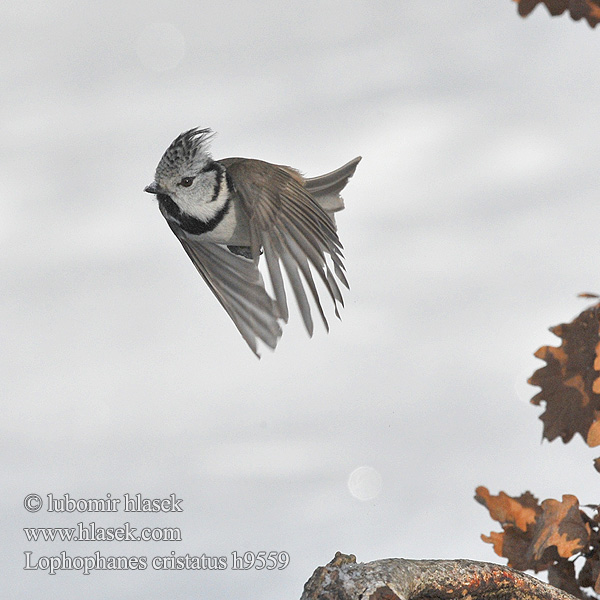 Kuoduotoji zylė Parus cristatus Crested Tit Top-mejse topmejse