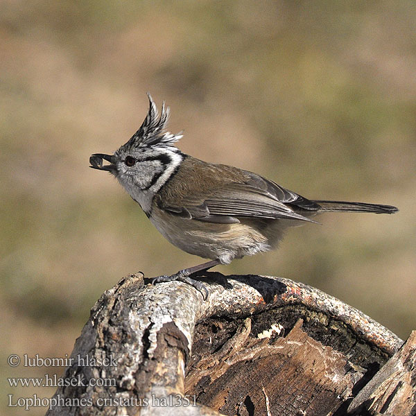 Parus cristatus Kuoduotoji zylė Crested Tit Top-mejse topmejse