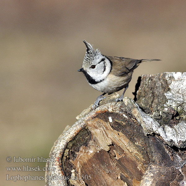 Parus cristatus Top-mejse topmejse Töyhtötiainen