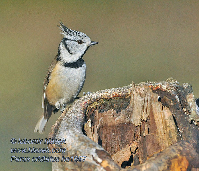 Lophophanes cristatus