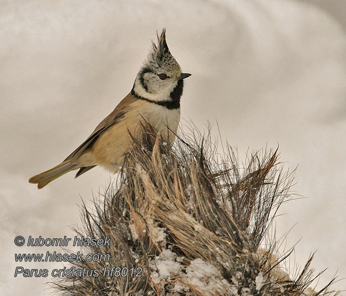 Lophophanes cristatus