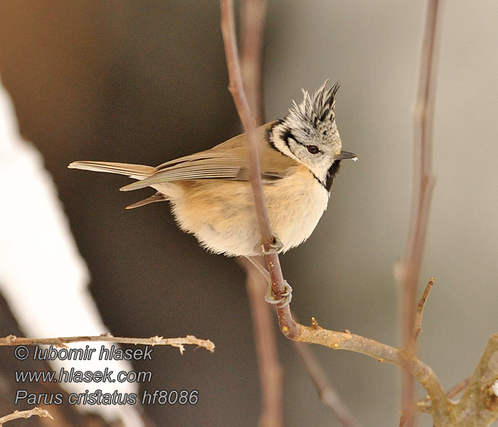 Lophophanes cristatus