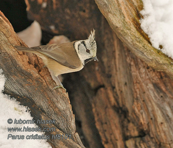 Lophophanes cristatus