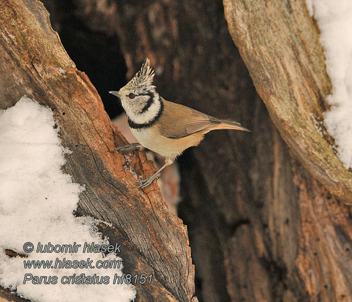 Lophophanes cristatus