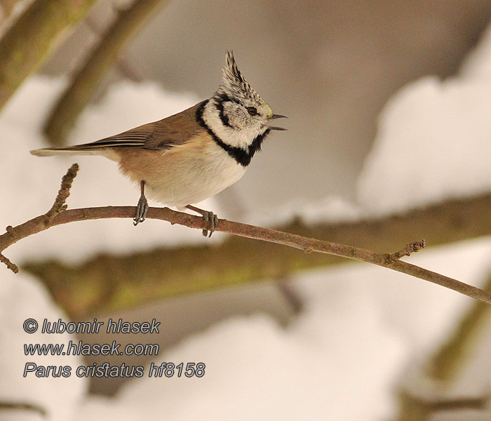 Lophophanes cristatus