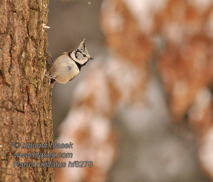 Lophophanes cristatus