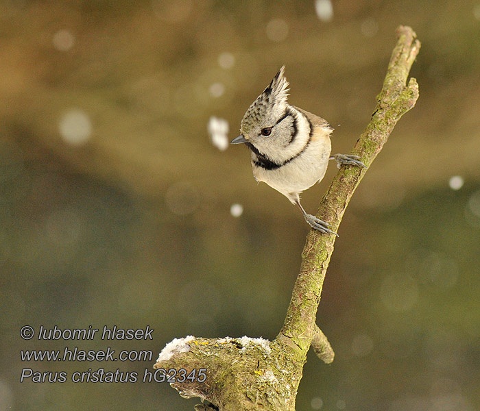 Lophophanes cristatus