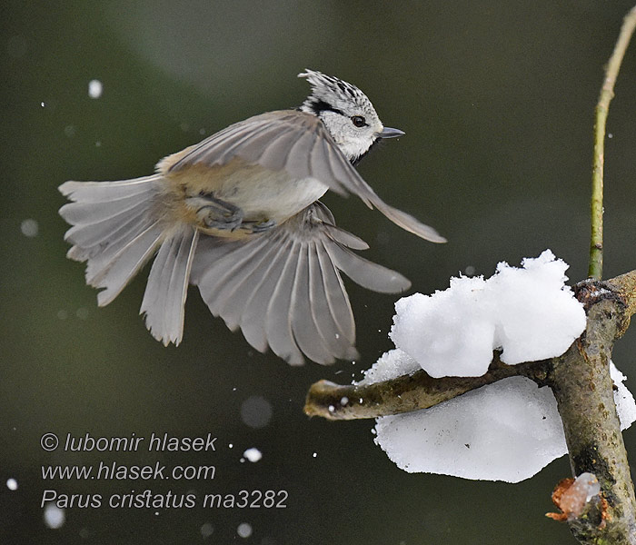 Качулат синигер Búboscinege Lophophanes cristatus