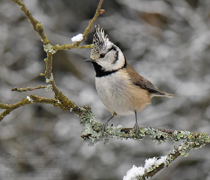 Parus cristatus