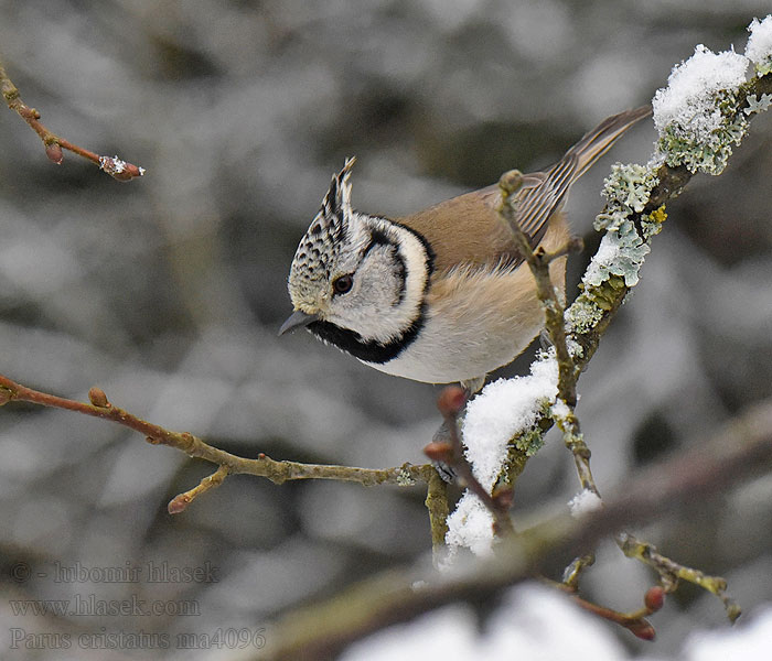 Parus cristatus