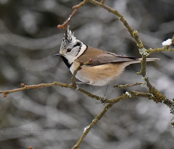 Parus cristatus