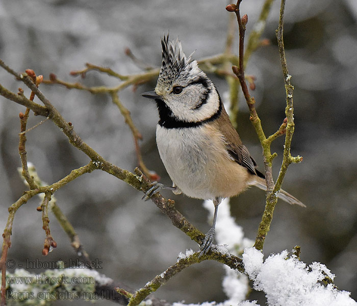 Parus cristatus