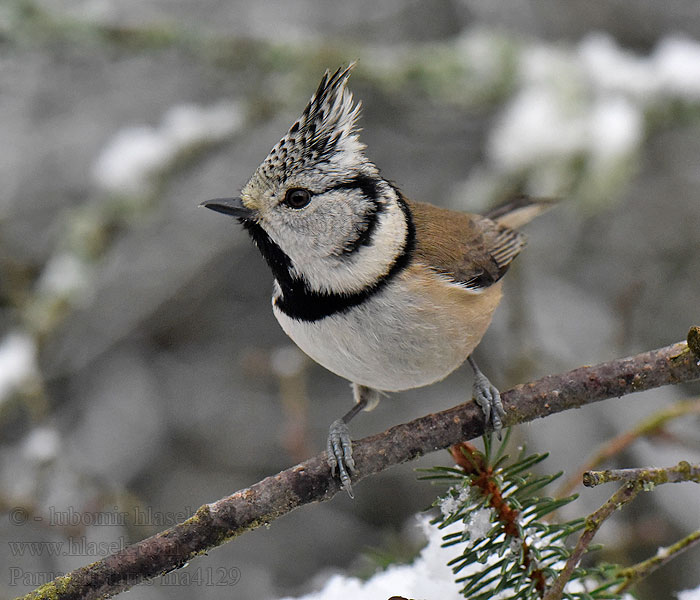 Parus cristatus