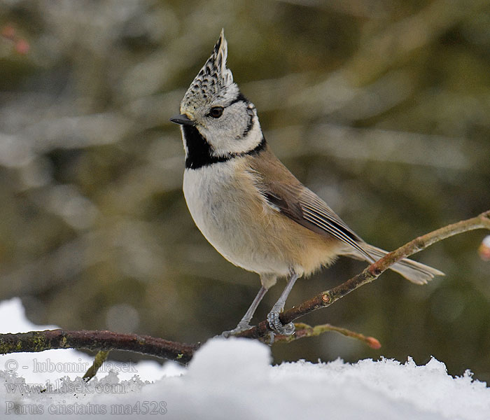 Parus cristatus