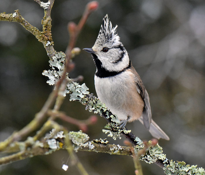 Parus cristatus