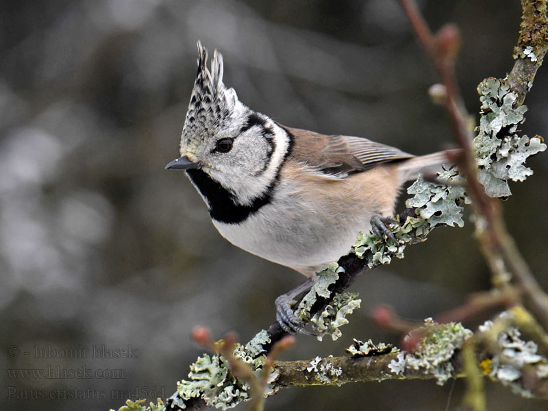 Parus cristatus