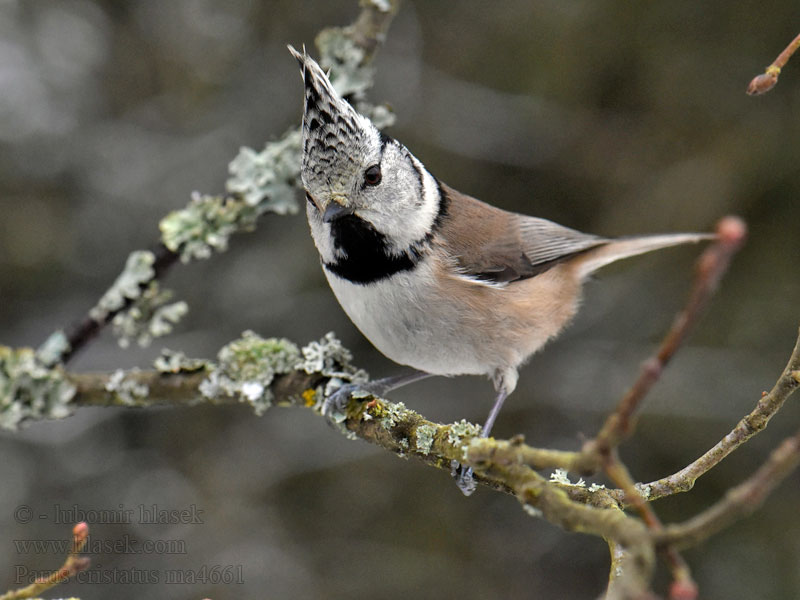 Parus cristatus