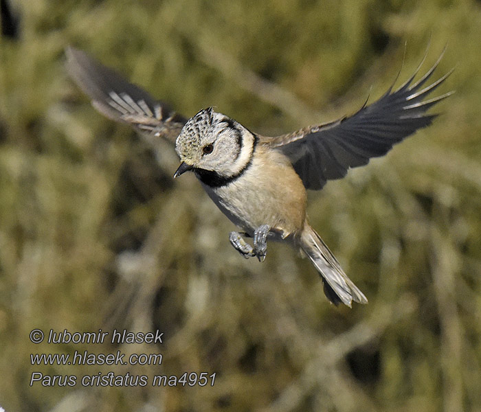 Mésange huppée Kuifmees Cincia ciuffo Lophophanes cristatus Parus