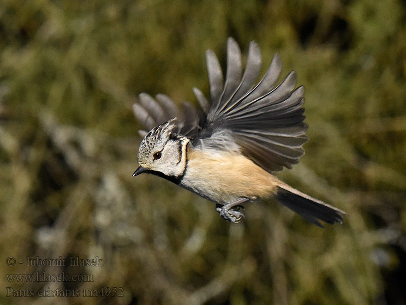 Parus cristatus