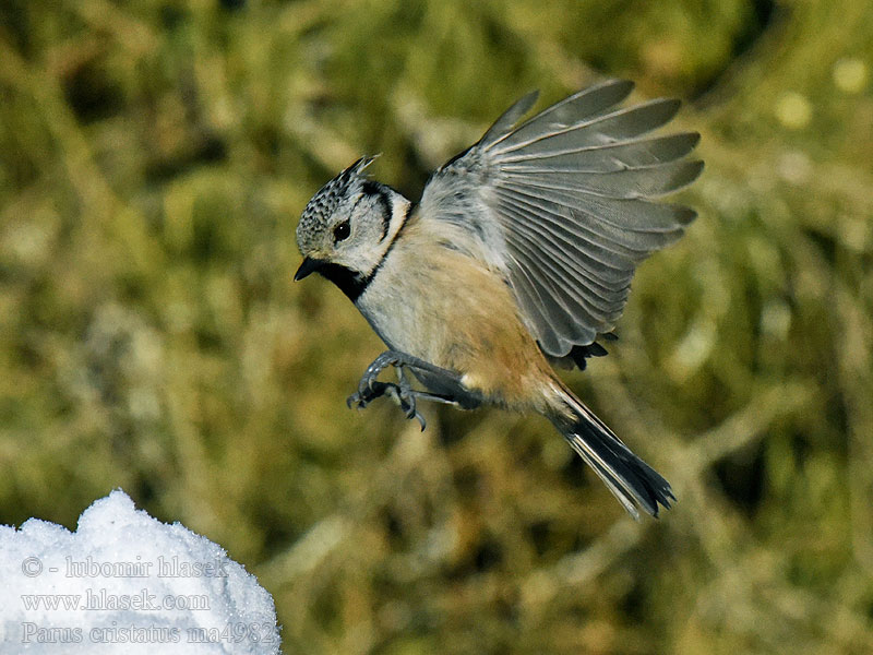 Parus cristatus