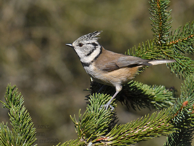 Parus cristatus