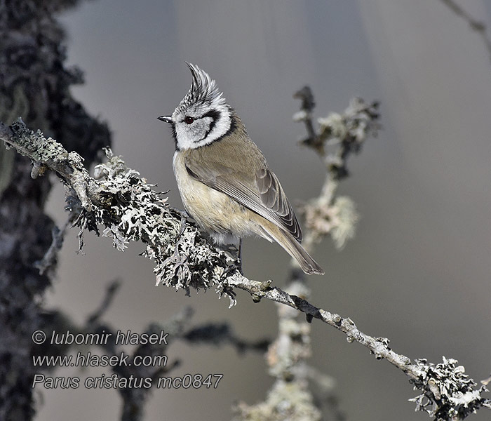 Crested Tit Top-mejse topmejse Töyhtötiainen Lophophanes cristatus Parus