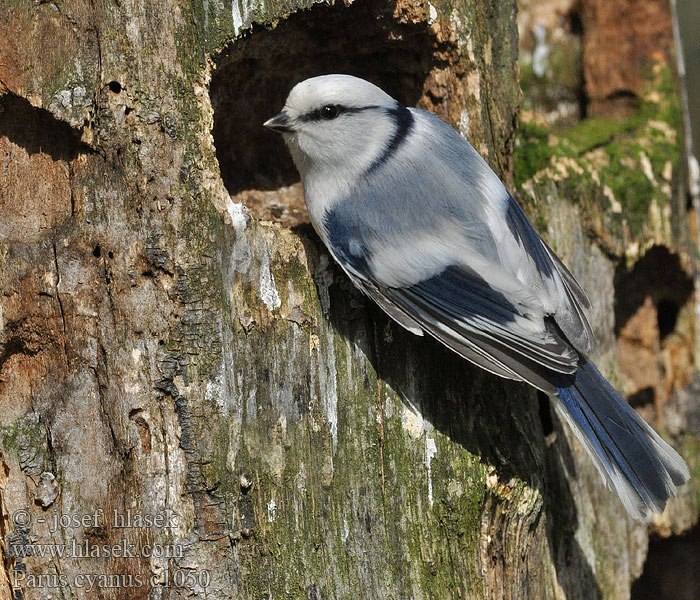 Cinciarella azzurra ルリガラ  Azuurmees  Asurmeis Sikora lazurowa