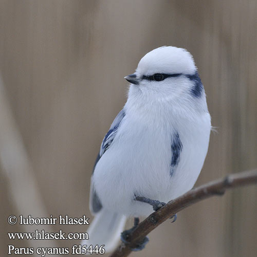 Parus cyanus fd5446