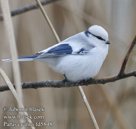 Parus cyanus Cyanistes Azure Tit Sýkora azurová Lasurmeise Azurmejse