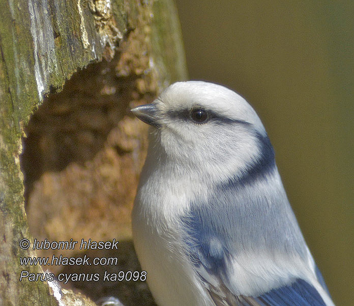 Mésange azurée Hvítmeisa Cinciarella azzurra Cyanistes cyanus