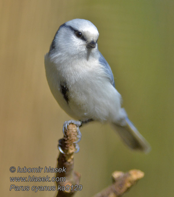 Azurmejse Herrerillo Ciáneo Valkopäätiainen Cyanistes cyanus