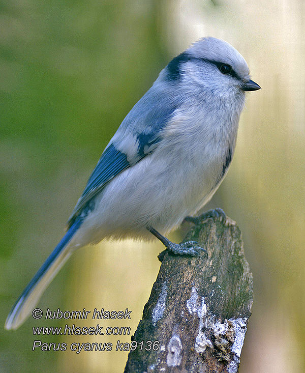 Azure Tit Sýkora azurová Lasurmeise Cyanistes cyanus