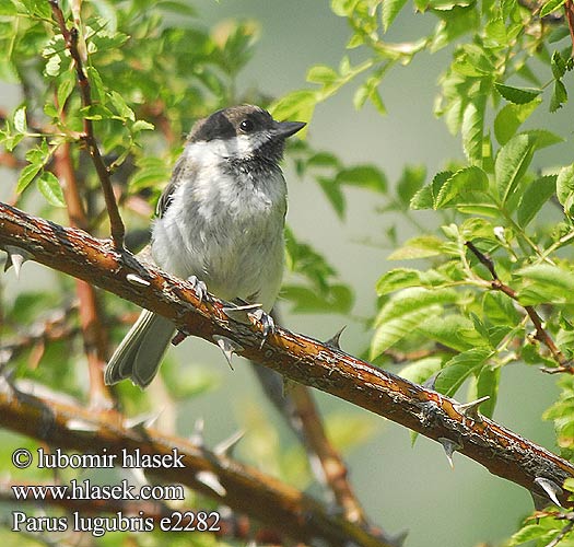 Parus lugubris e2282