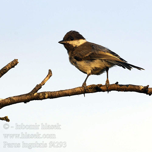 Parus lugubris f4293