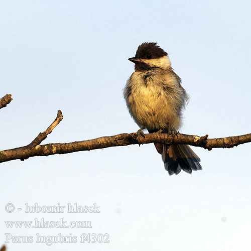 Parus lugubris f4302