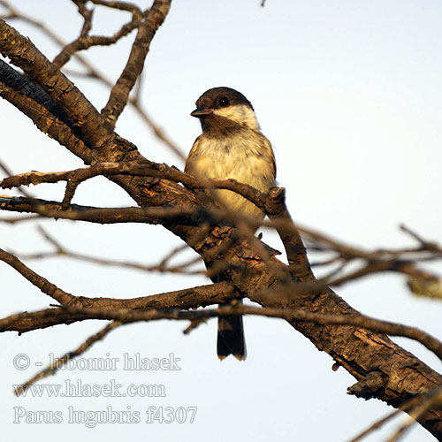 Parus lugubris f4307