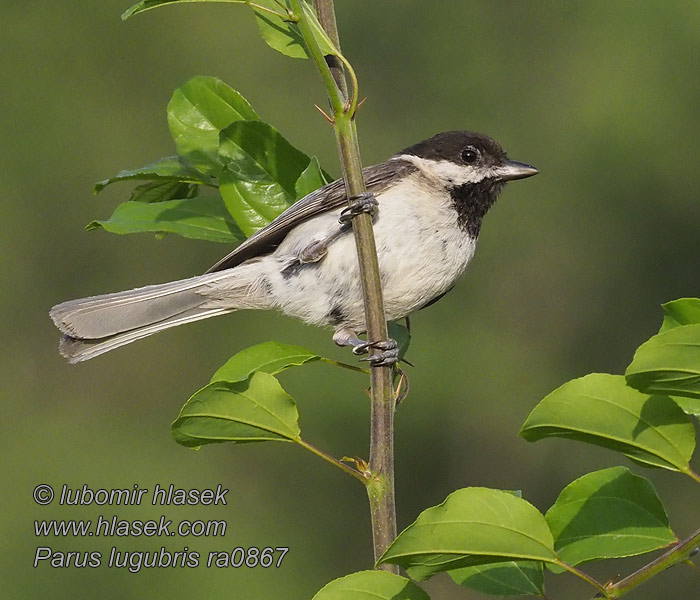 Parus Balkanintiainen Sombre Tit Balkanmeise Balkanmes Poecile lugubris