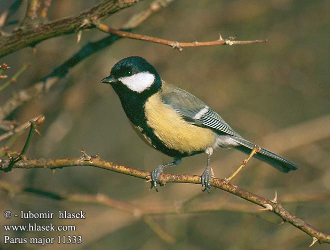 Parus major Great Tit Kohlmeise Mésange charbonnière